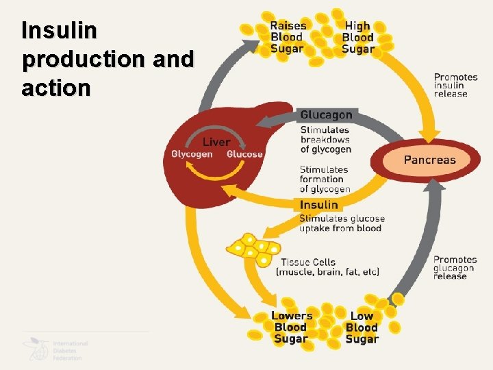 Insulin production and action 