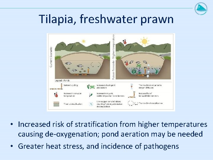 Tilapia, freshwater prawn • Increased risk of stratification from higher temperatures causing de-oxygenation; pond