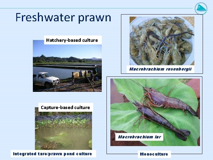 Freshwater prawn Hatchery-based culture Macrobrachium rosenbergii Capture-based culture Macrobrachium lar Integrated taro/prawn pond culture