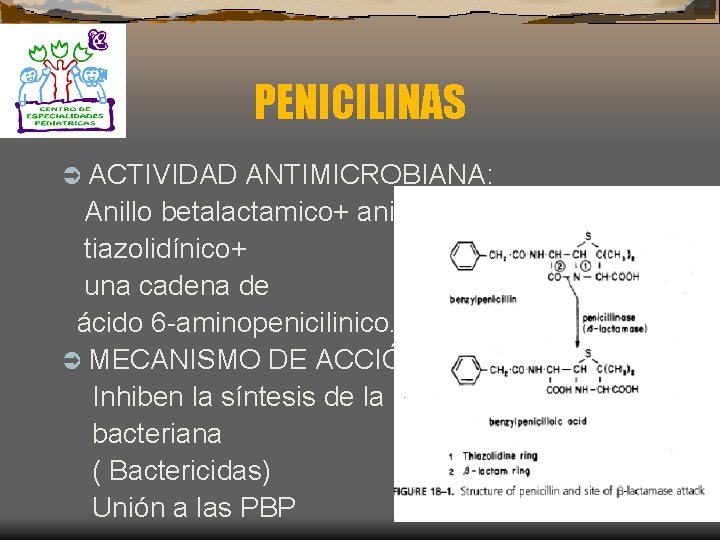 PENICILINAS Ü ACTIVIDAD ANTIMICROBIANA: Anillo betalactamico+ anillo tiazolidínico+ una cadena de ácido 6 -aminopenicilinico.