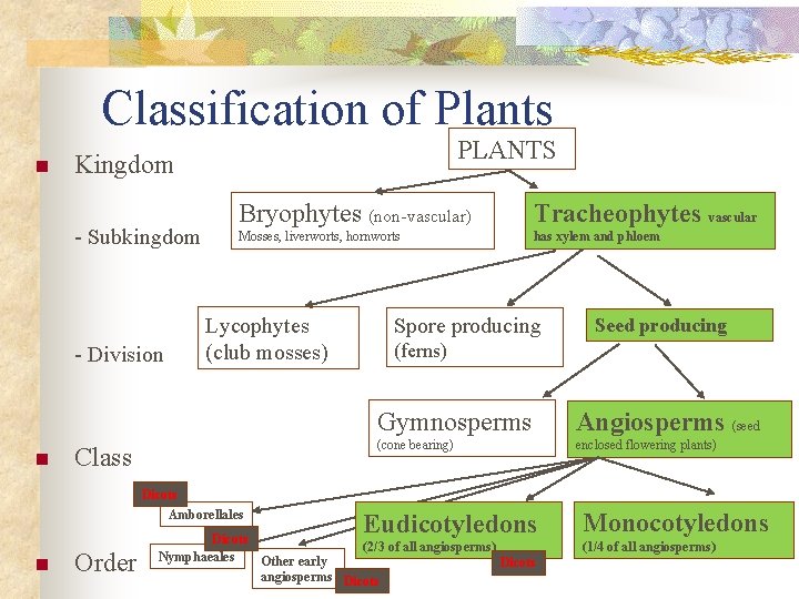 Classification of Plants n Kingdom - Subkingdom - Division n PLANTS Bryophytes (non-vascular) Tracheophytes