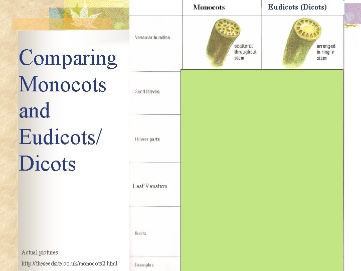 Eudicots (Dicots) Comparing Monocots and Eudicots/ Dicots Leaf Venation Actual pictures: http: //theseedsite. co.