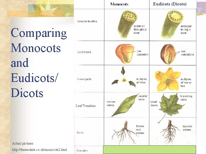 Eudicots (Dicots) Comparing Monocots and Eudicots/ Dicots Leaf Venation Actual pictures: http: //theseedsite. co.