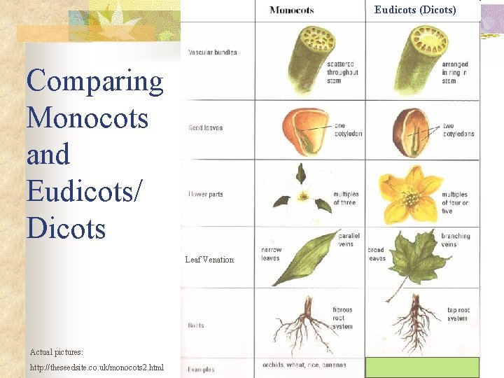 Eudicots (Dicots) Comparing Monocots and Eudicots/ Dicots Leaf Venation Actual pictures: http: //theseedsite. co.