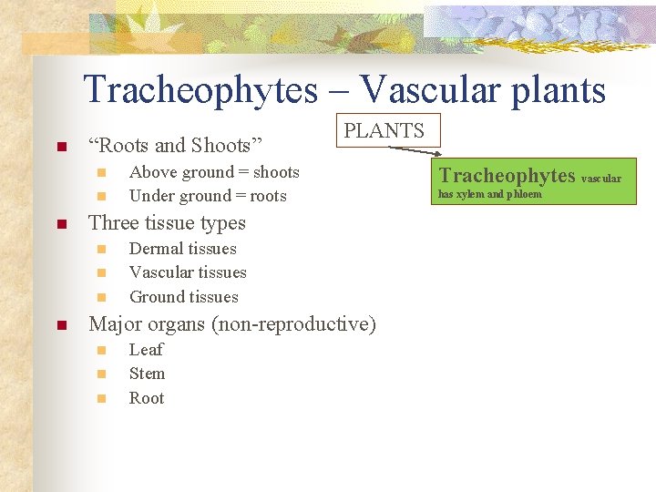 Tracheophytes – Vascular plants n “Roots and Shoots” n n n Above ground =