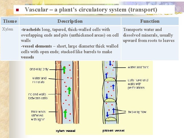 n Tissue Xylem Vascular – a plant’s circulatory system (transport) Description Function -tracheids long,