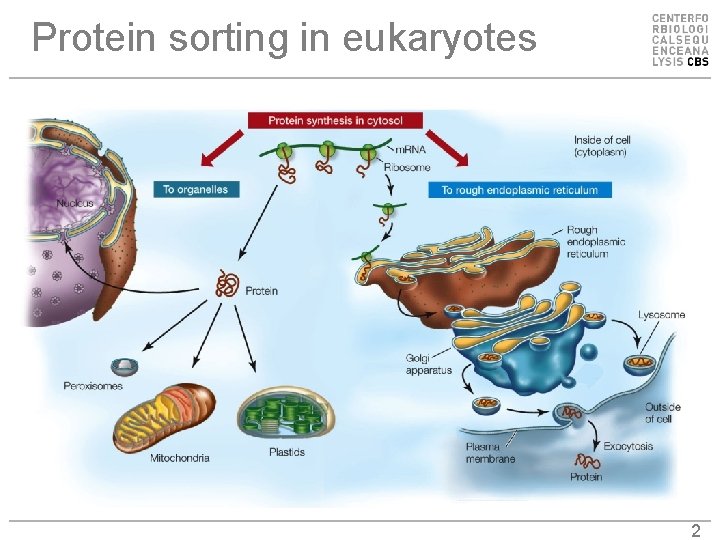 Protein sorting in eukaryotes 2 