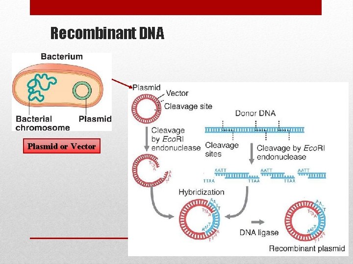 Recombinant DNA Plasmid or Vector 