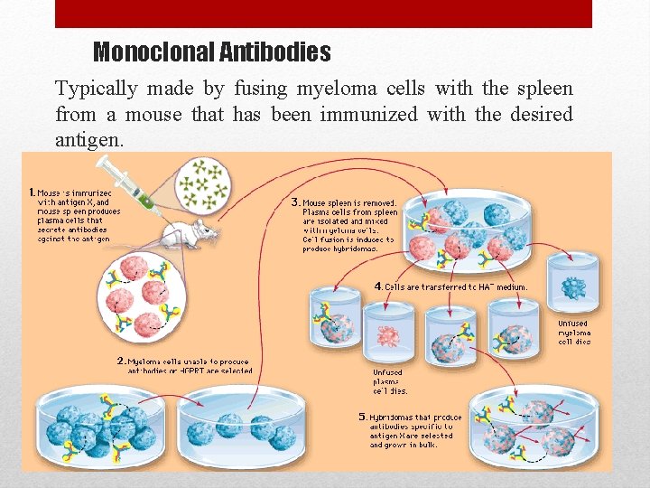 Monoclonal Antibodies Typically made by fusing myeloma cells with the spleen from a mouse