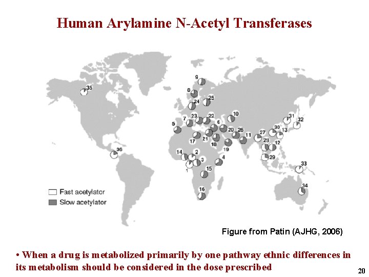 Human Arylamine N-Acetyl Transferases Figure from Patin (AJHG, 2006) • When a drug is