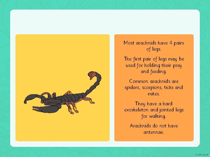 Most arachnids have 4 pairs of legs. The first pair of legs may be