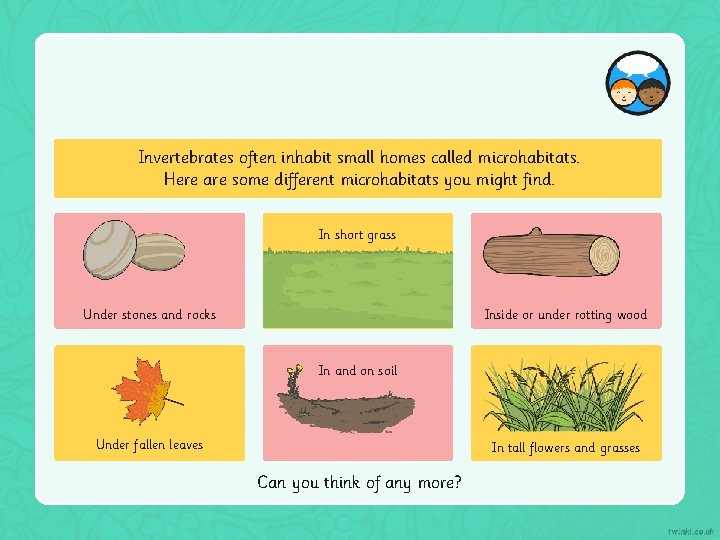 Invertebrates often inhabit small homes called microhabitats. Here are some different microhabitats you might