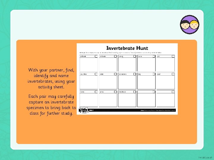 With your partner, find, identify and name invertebrates, using your activity sheet. Each pair