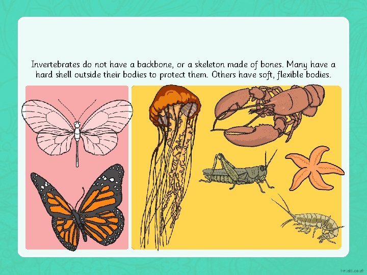 Invertebrates do not have a backbone, or a skeleton made of bones. Many have