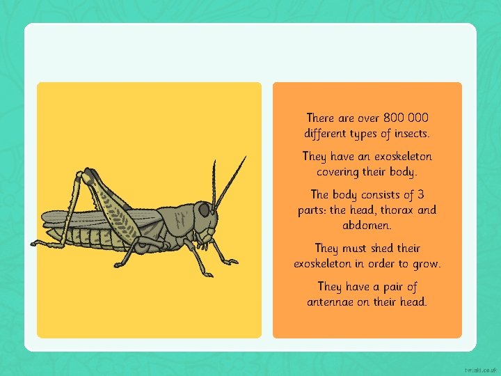There are over 800 000 different types of insects. They have an exoskeleton covering