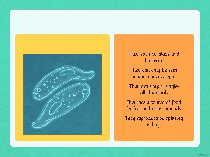 They eat tiny algae and bacteria. They can only be seen under a microscope.