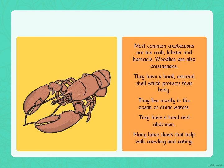 Most common crustaceans are the crab, lobster and barnacle. Woodlice are also crustaceans. They