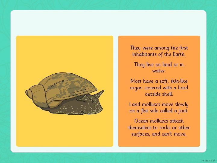 They were among the first inhabitants of the Earth. They live on land or