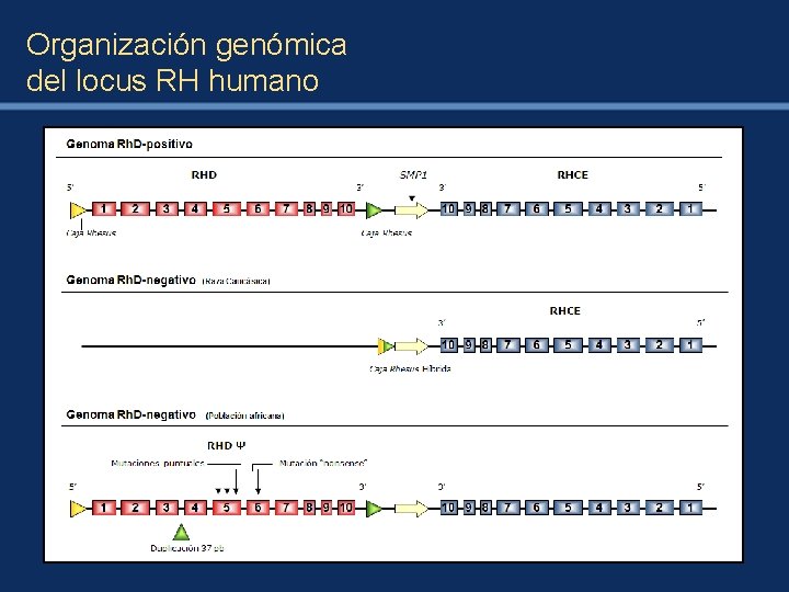 Organización genómica del locus RH humano 