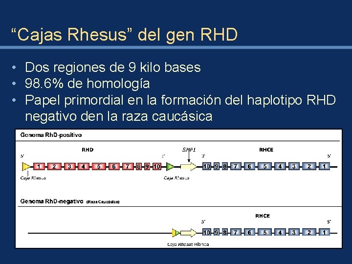 “Cajas Rhesus” del gen RHD • Dos regiones de 9 kilo bases • 98.