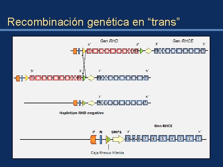Recombinación genética en “trans” 
