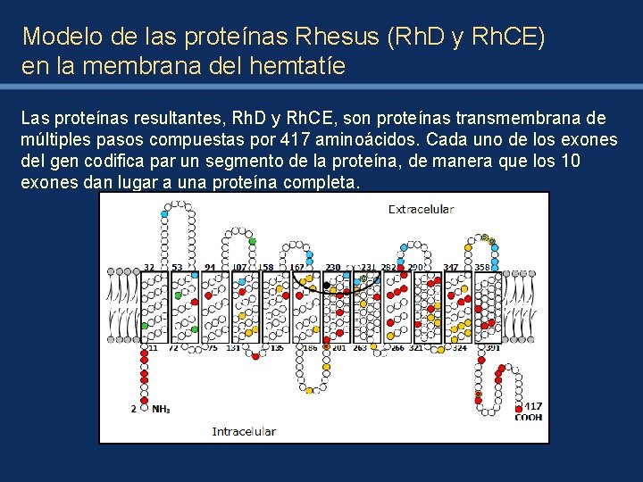 Modelo de las proteínas Rhesus (Rh. D y Rh. CE) en la membrana del