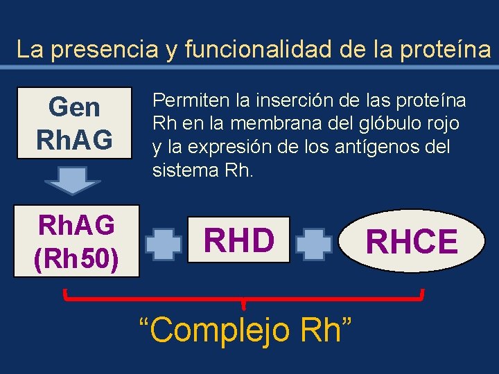 La presencia y funcionalidad de la proteína Gen Rh. AG (Rh 50) Permiten la