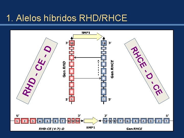 DCE CE RH D- CE RH -D 1. Alelos híbridos RHD/RHCE 