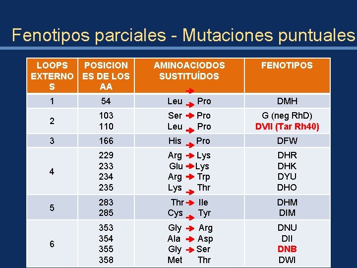 Fenotipos parciales - Mutaciones puntuales LOOPS POSICION EXTERNO ES DE LOS S AA AMINOACIODOS