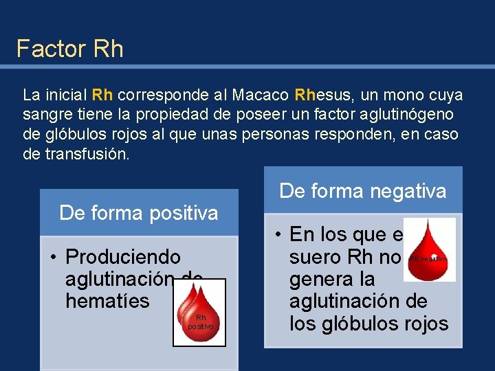 Factor Rh La inicial Rh corresponde al Macaco Rhesus, un mono cuya sangre tiene