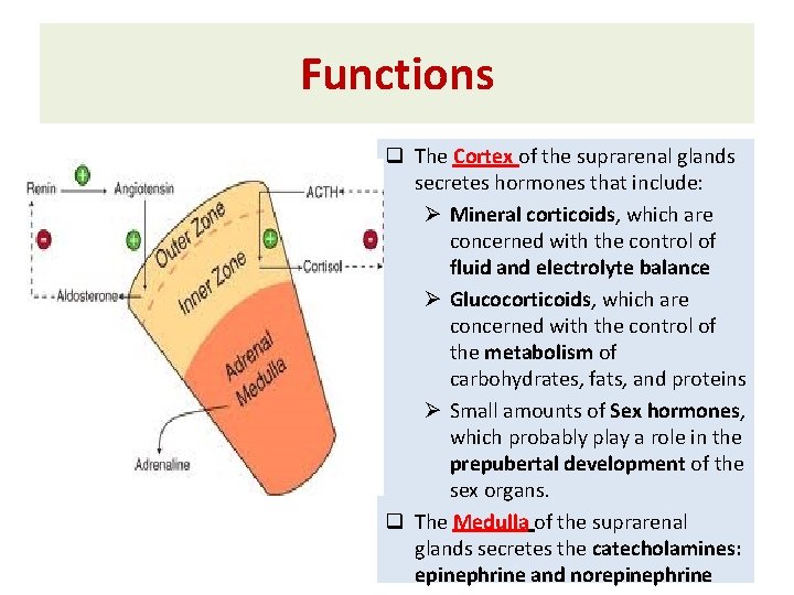 Functions q The Cortex of the suprarenal glands secretes hormones that include: Ø Mineral