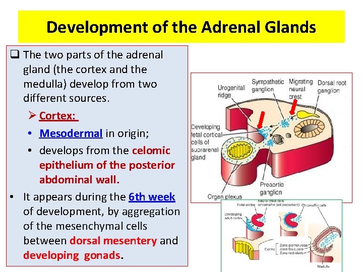 Development of the Adrenal Glands q The two parts of the adrenal gland (the