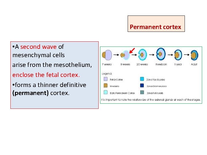 Permanent cortex • A second wave of mesenchymal cells arise from the mesothelium, enclose