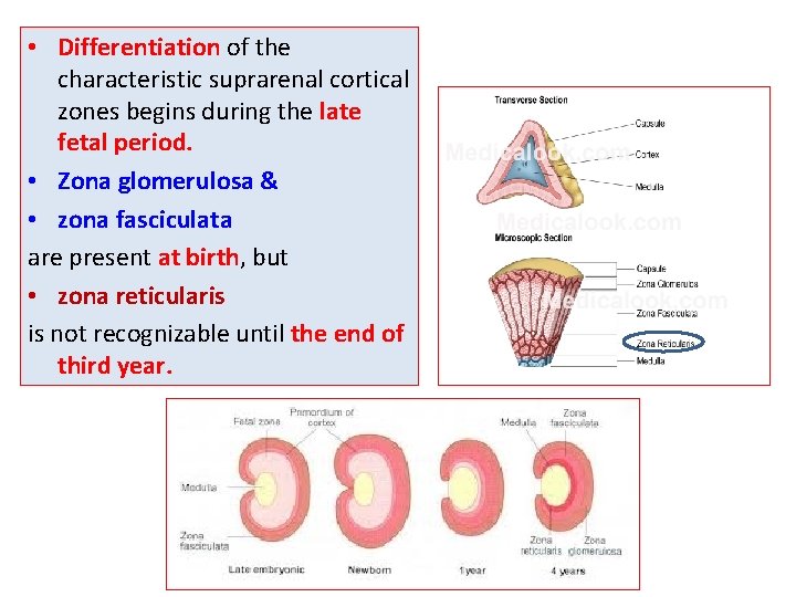  • Differentiation of the characteristic suprarenal cortical zones begins during the late fetal