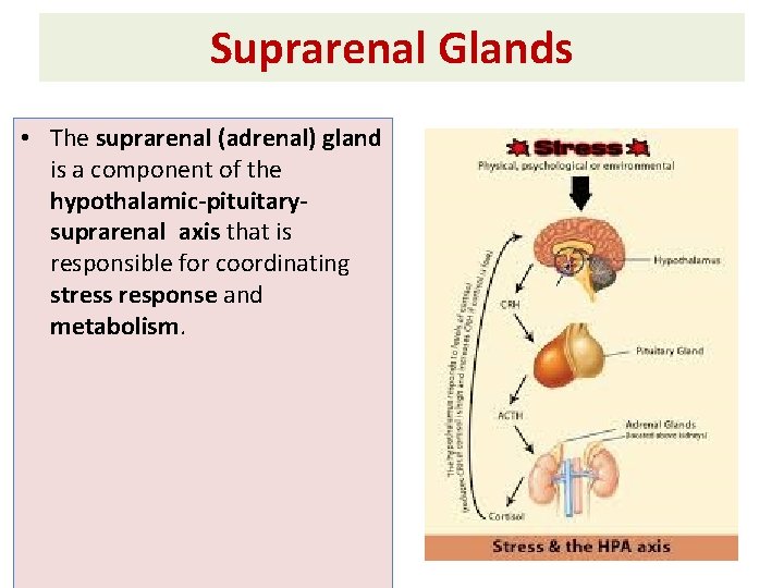 Suprarenal Glands • The suprarenal (adrenal) gland is a component of the hypothalamic-pituitarysuprarenal axis
