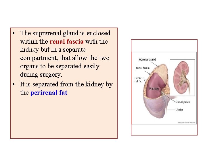  • The suprarenal gland is enclosed within the renal fascia with the kidney