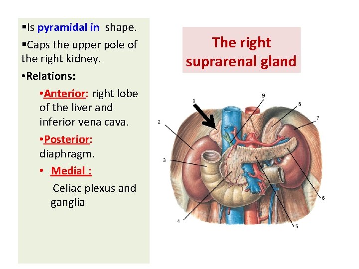 §Is pyramidal in shape. §Caps the upper pole of the right kidney. • Relations: