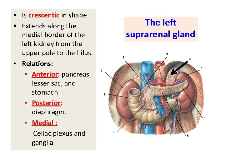 § Is crescentic in shape § Extends along the medial border of the left