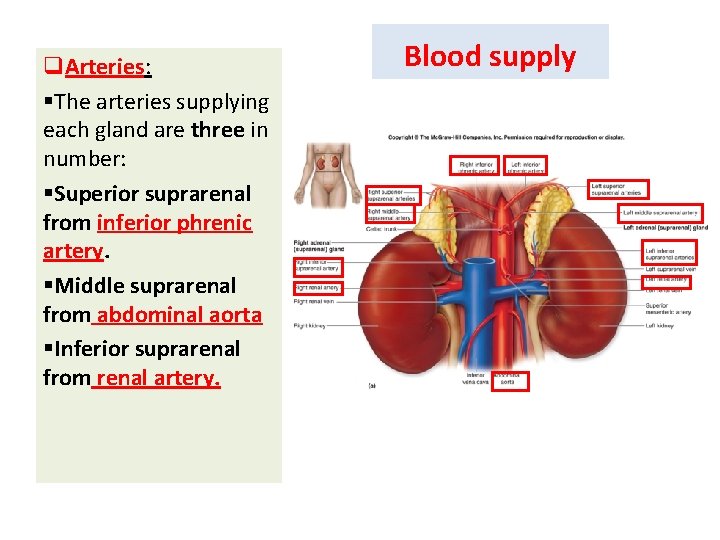 q. Arteries: Arteries §The arteries supplying each gland are three in number: §Superior suprarenal