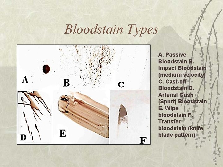 Bloodstain Types A. Passive Bloodstain B. Impact Bloodstain (medium velocity) C. Cast-off Bloodstain D.
