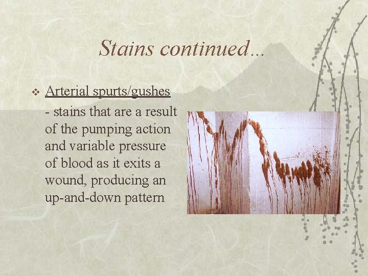Stains continued… v Arterial spurts/gushes - stains that are a result of the pumping
