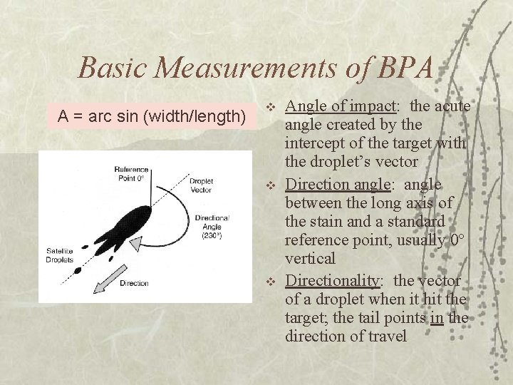 Basic Measurements of BPA A = arc sin (width/length) v v v Angle of