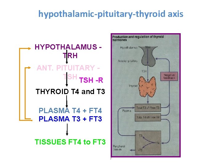hypothalamic-pituitary-thyroid axis HYPOTHALAMUS TRH ANT. PITUITARY TSH -R THYROID T 4 and T 3