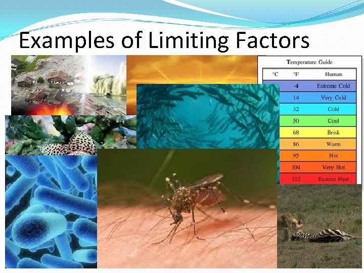 Examples of Limiting Factors 