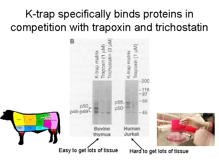 K-trap specifically binds proteins in competition with trapoxin and trichostatin Easy to get lots