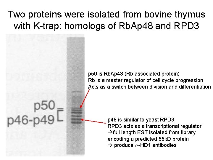 Two proteins were isolated from bovine thymus with K-trap: homologs of Rb. Ap 48