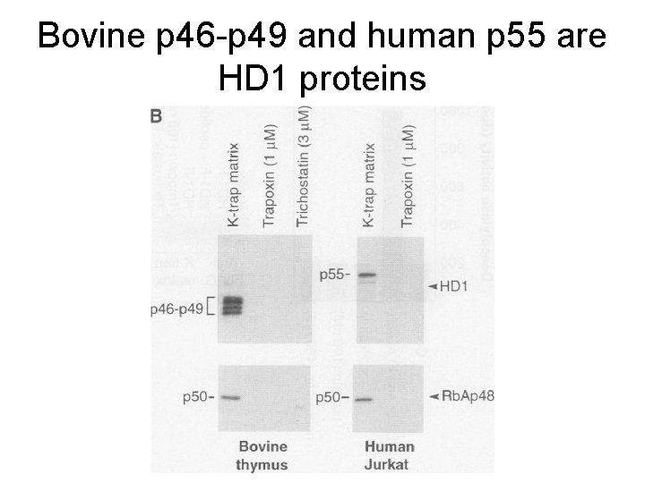 Bovine p 46 -p 49 and human p 55 are HD 1 proteins 
