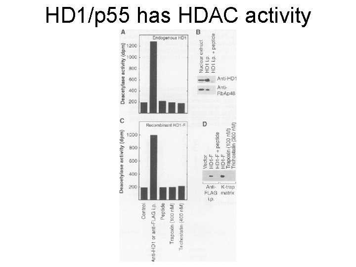 HD 1/p 55 has HDAC activity 