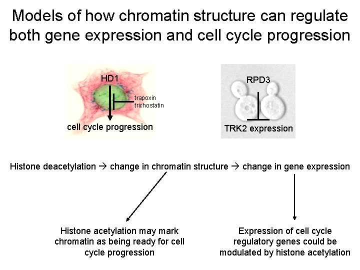 Models of how chromatin structure can regulate both gene expression and cell cycle progression