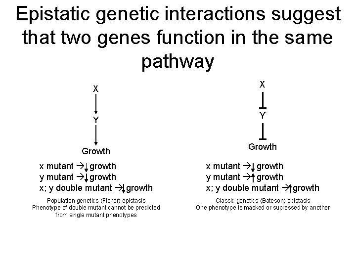 Epistatic genetic interactions suggest that two genes function in the same pathway X X